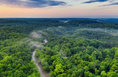 green forest