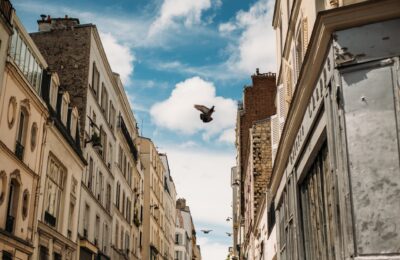 bird under white and blue clouds