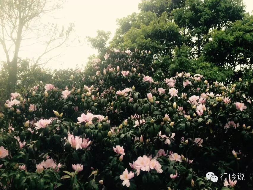 梧桐山游记配图 5