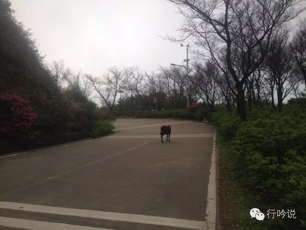 梧桐山游记配图 8
